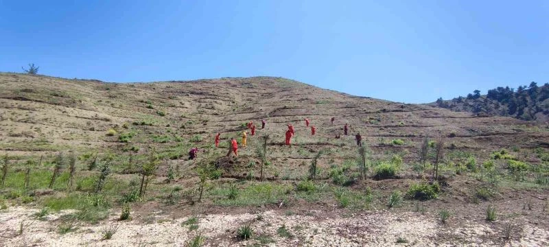 Kahramanmaraş’ta 1.5 milyon fidan dikilecek