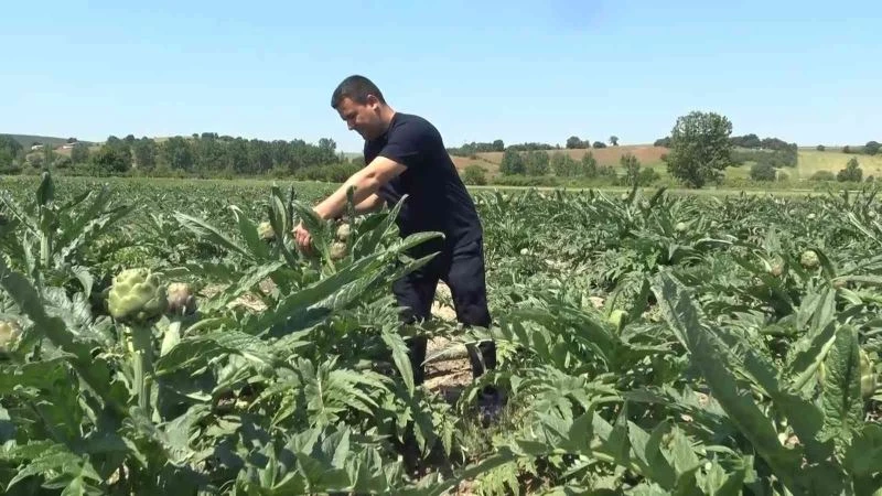 (Özel) Coğrafi işaret tescilli Hasanağa enginarında hasat zamanı
