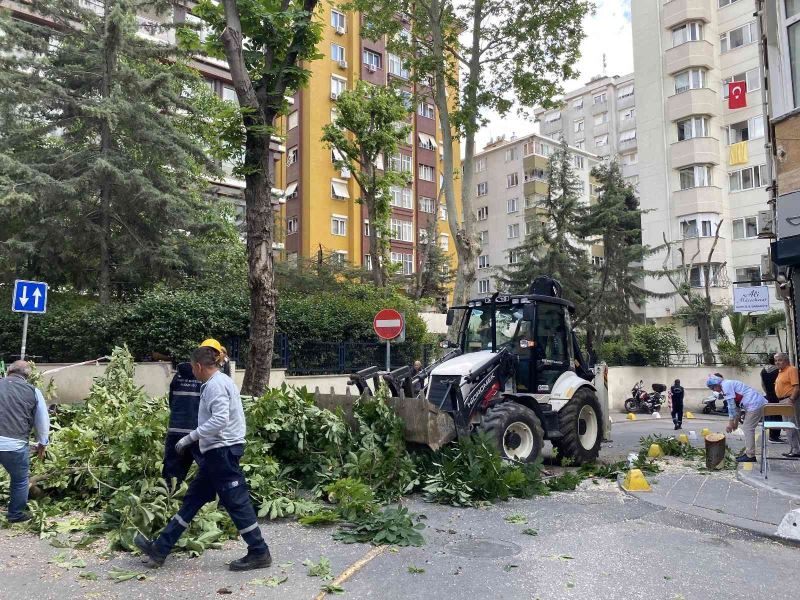 Kadıköy’de şiddetli rüzgara dayanamayan ağaç binanın üstüne devrildi
