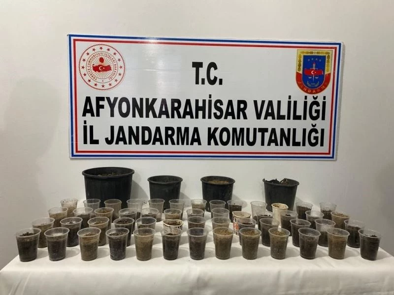 Devriye gezen ekipler çiçek saksısında kenevir buldu
