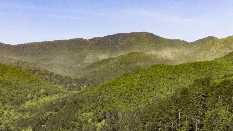 (Özel Haber) Kazdağları’nda adeta polen fırtınası yaşandı

