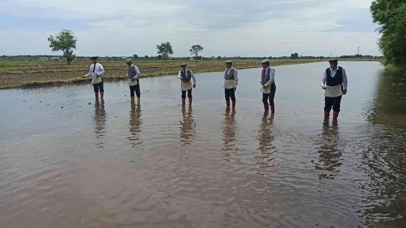 Protokol çeltik ekti
