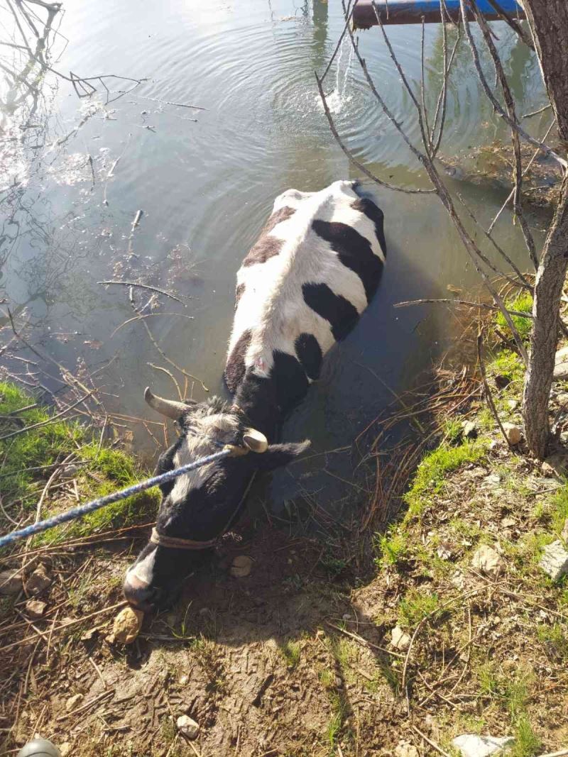 Havuza düşen ineği itfaiye kurtardı
