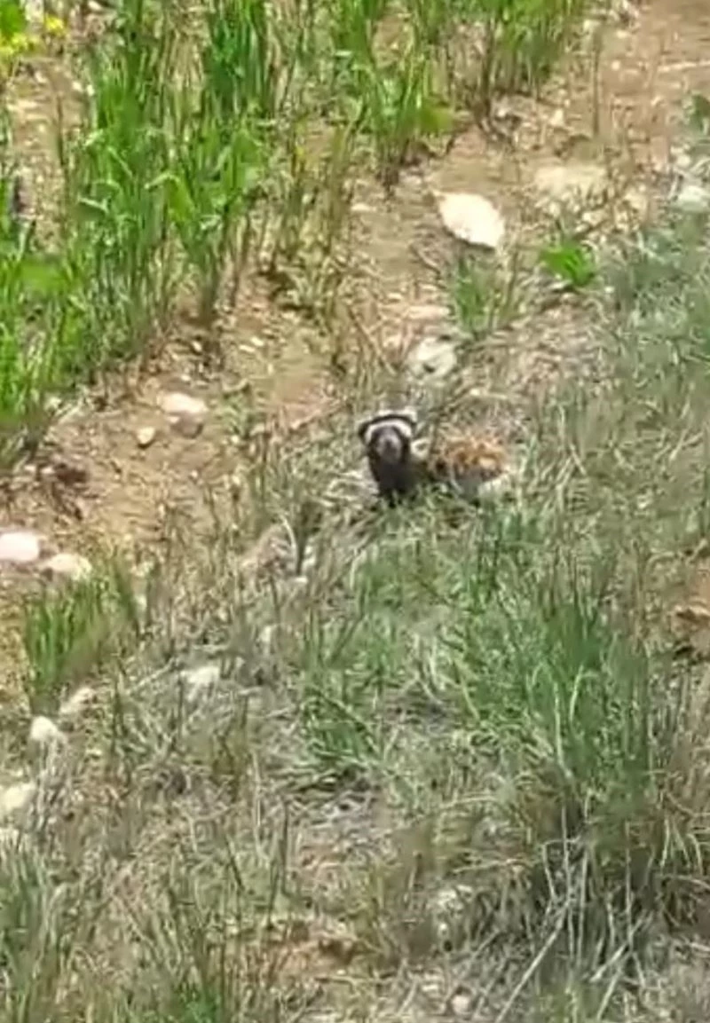 Kırmızı listede yer alan 