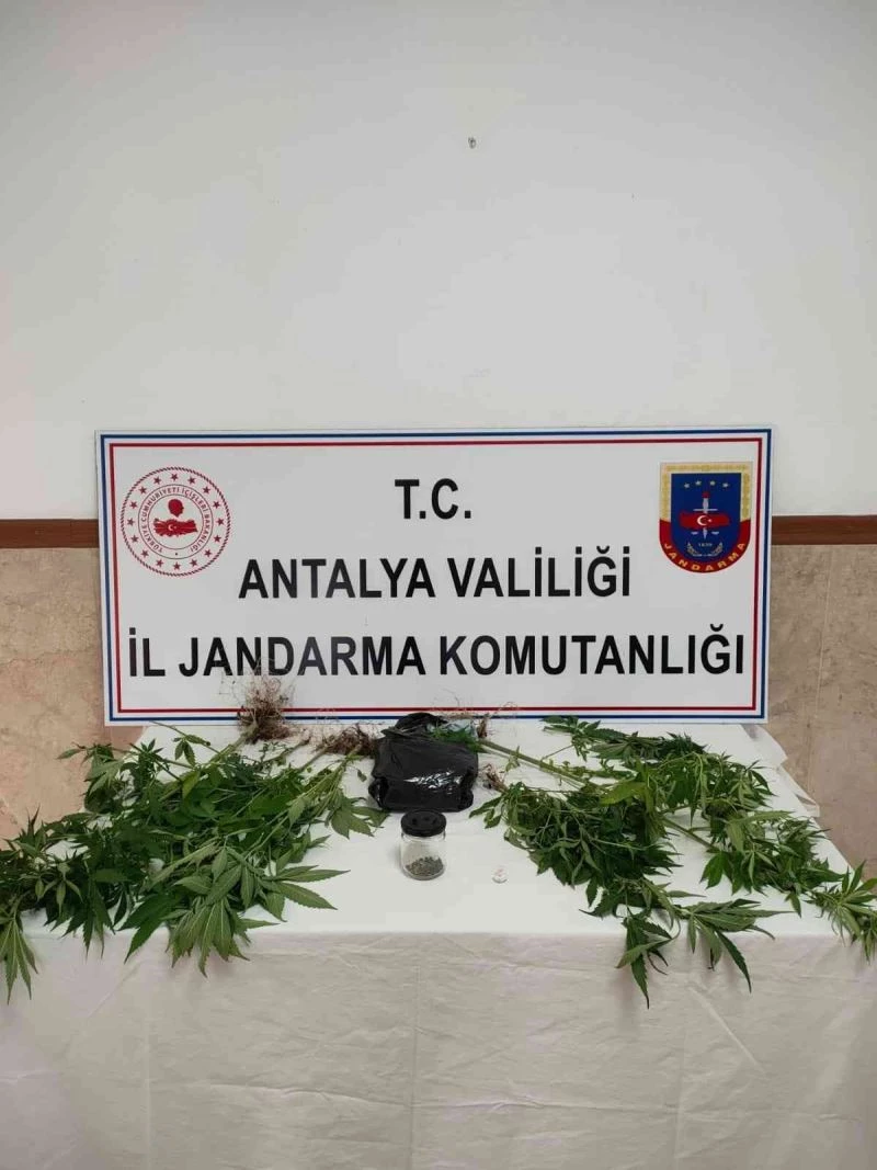 Yasadışı kenevir ekimine operasyon
