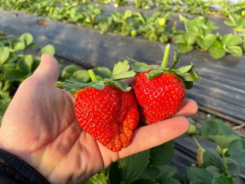 Hüyük’te ilk hasat çilekler tüketiciyle buluştu
