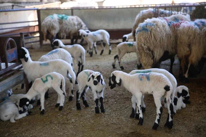 Sakız Koyunu Çiftliği’nde doğumlar başladı

