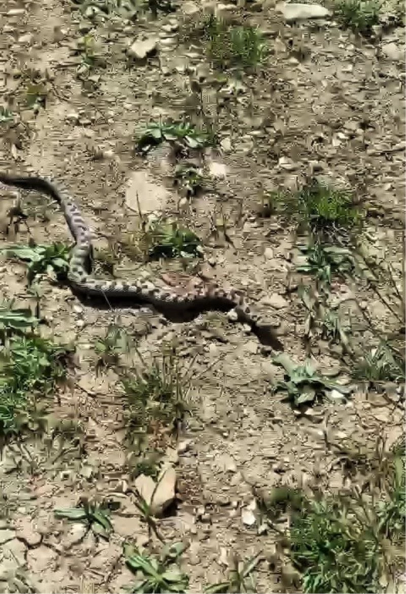 Kampta yürüyüşe çıkan iki arkadaş Kafkas burunlu engereği görüntüledi
