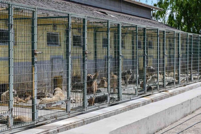 Can dostlar için Türkiye’nin en kapsamlı kısırlaştırma seferberliğini başlattı
