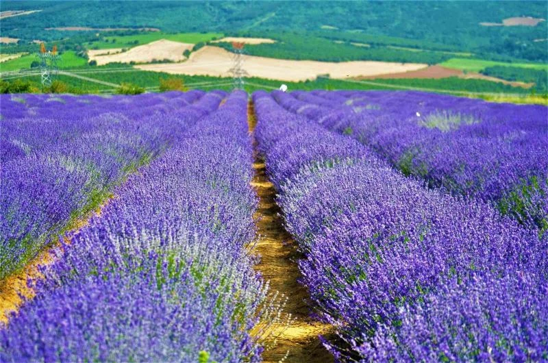 Kültür ve Turizm Müdürü, ‘Yanı başımızda koca bir dev var’ diyerek duyurdu
