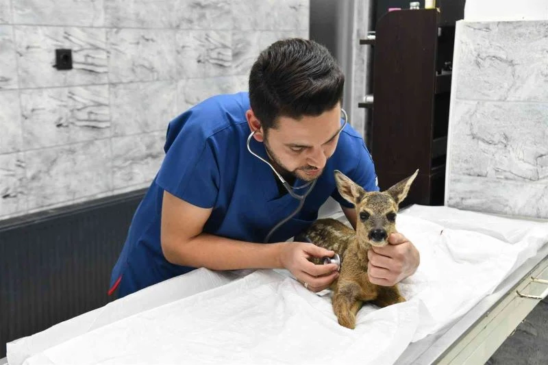 Yavru karaca doğada yeniden koşabilecek
