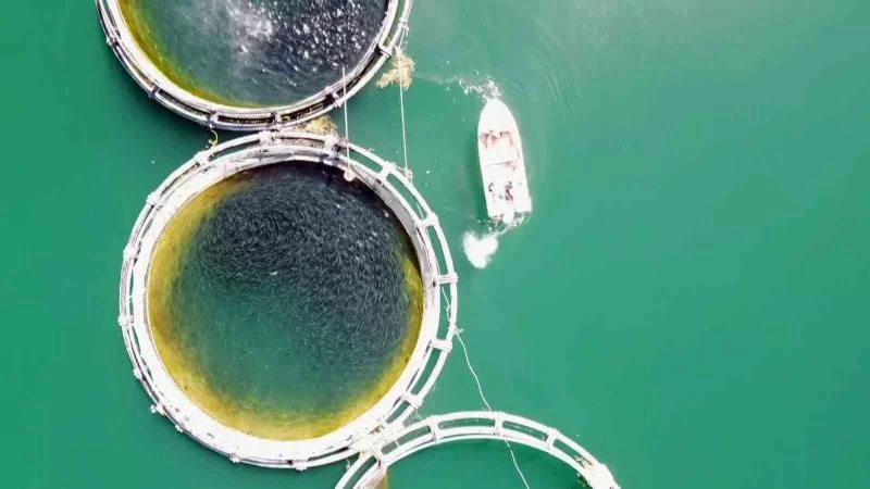 Bozkırın ortasında Yozgat’ta üretiliyor, Denizli’de işlenip Uzak Doğu ve Avrupa ülkelerine ihraç ediliyor
