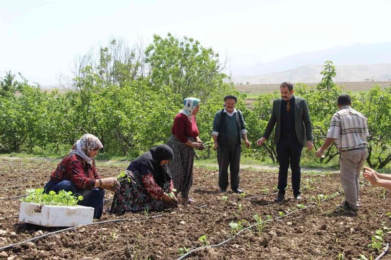 Şırnak’ta atıl durumdaki araziler üretimle değerleniyor
