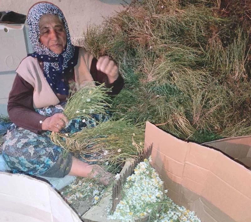 Hisarcık’ta papatya ailelerin gelir kaynağı oldu
