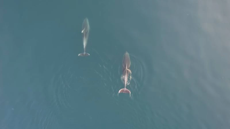 Yunuslar görsel şölen oluşturdu
