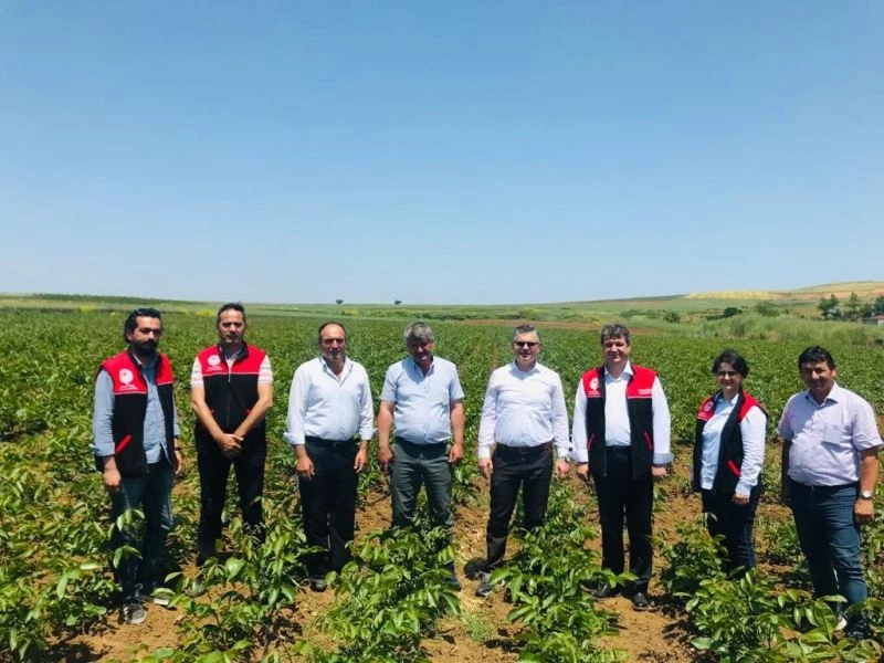 Ceviz fidanları bir çok ülkeye ihrac ediliyor
