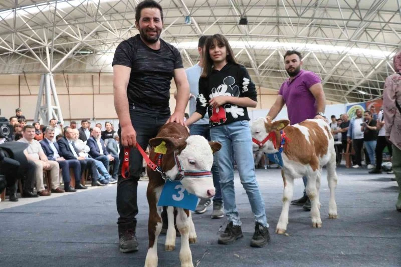 Kuzu ve buzağılar güzellikte yarıştı
