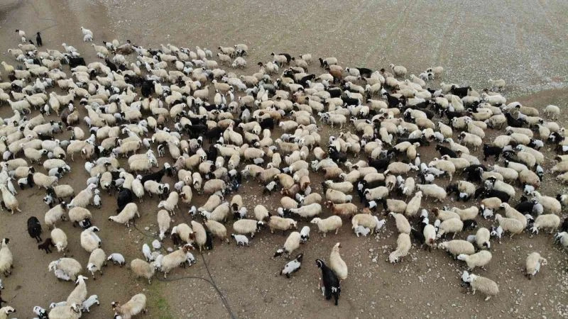 Aydın’da bin 755 üreticiye 4 milyon TL ödenecek
