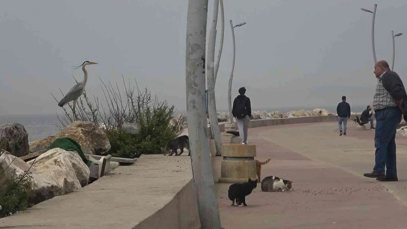 Yalova kent merkezinde gri balıkçıl şaşkınlığı
