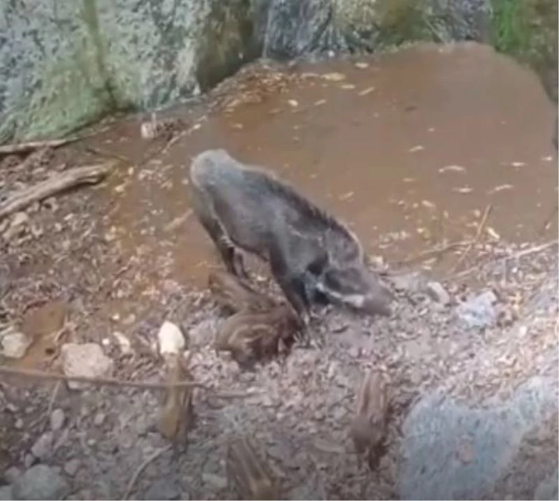 Yaban domuzları 20 metrelik şelaleden suya atladı
