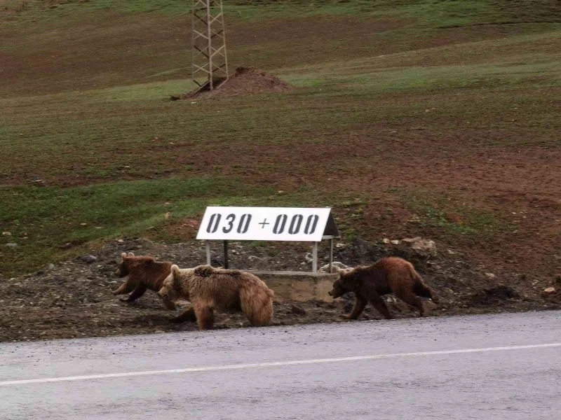 Kış uykusundan uyanan ayılar kara yoluna indi
