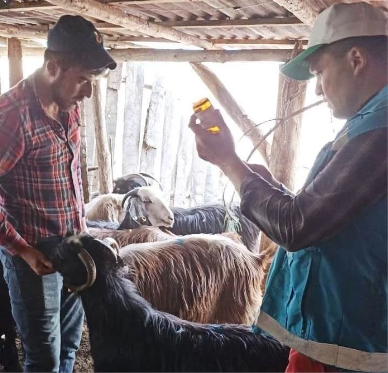 Hisarcık’ta küçükbaş hayvanlarda aşı çalışmaları
