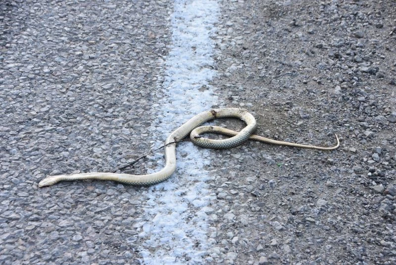 Sinop’ta hazar yılanı telef oldu
