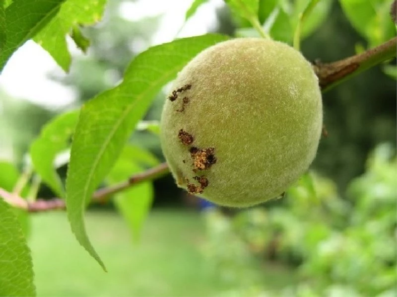Şeftalide doğu meyve güvesi tehlikesi: 