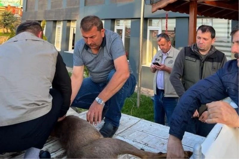 Yaralı karacaya ormancılar sahip çıktı
