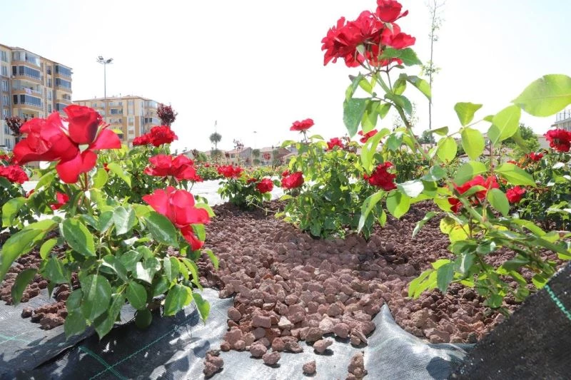 Battalgazi’deki gül bahçesinin yüzde 75’i tamamlandı
