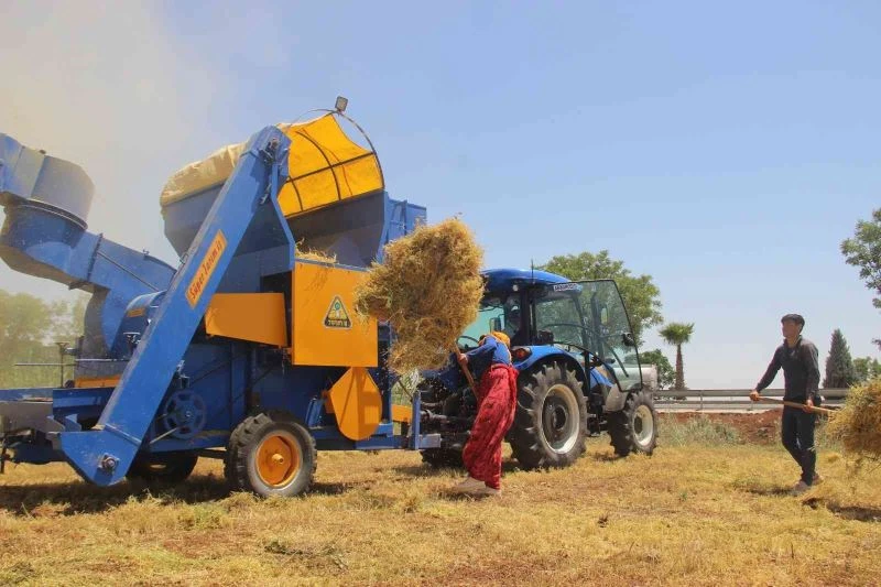 43 derece sıcakta mercimek hasadı
