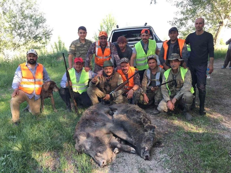 Kışın sürü halinde görüntülenen yaban domuzlarının peşine düştüler
