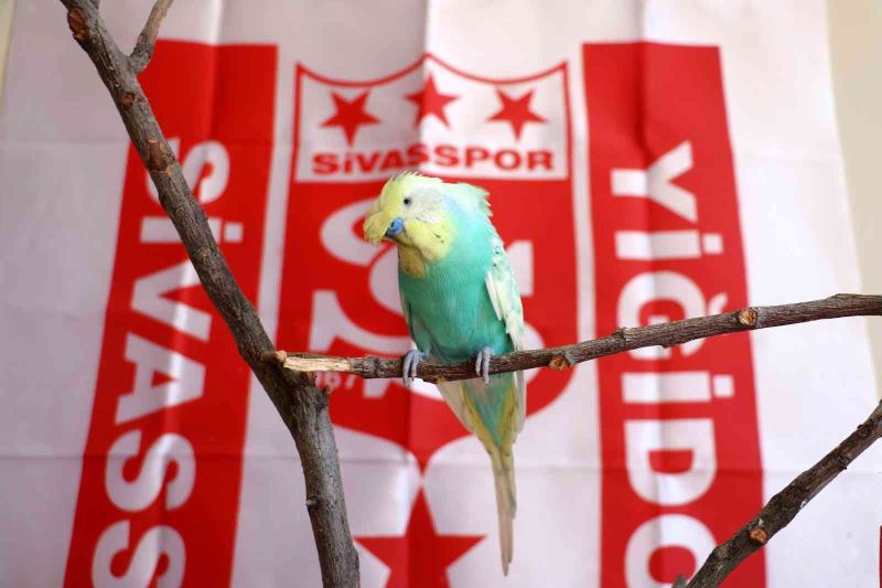 Fanatik muhabbet kuşu “O kupa Sivas’a geldi “
