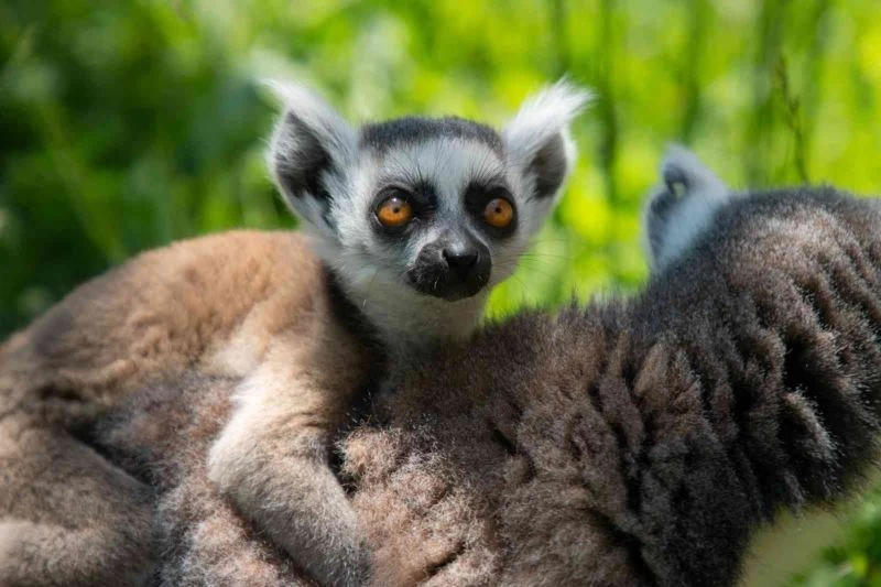 Yavru lemur Ormanya ailesine katıldı
