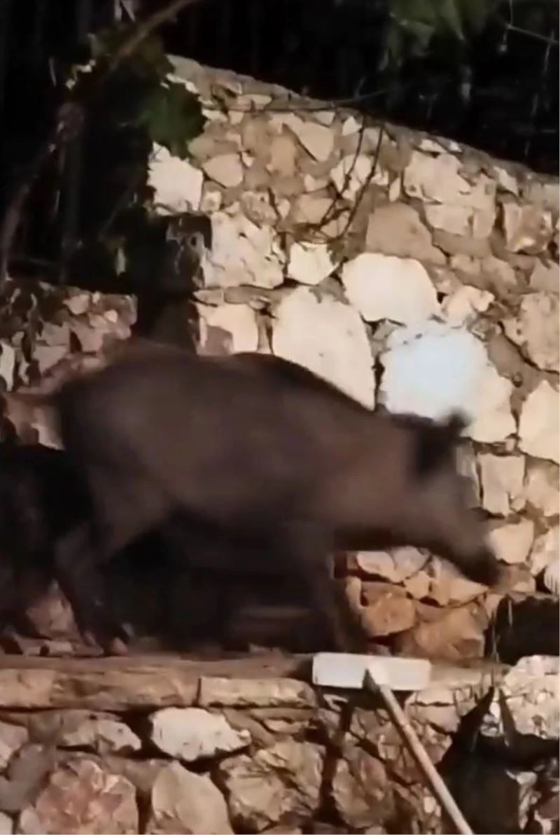 Antalya’da evin bahçesine giren domuz ev sahibini neye uğradığını şaşırttı
