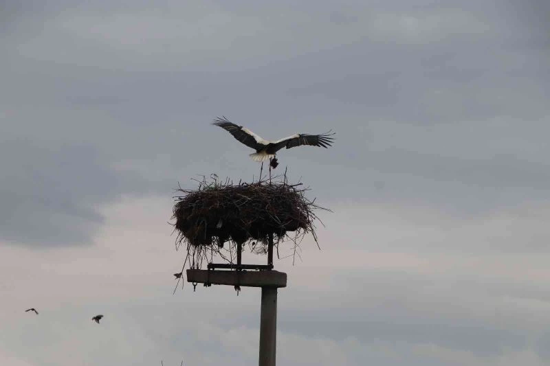 Leylekler elektrik direğini yuva yaptı
