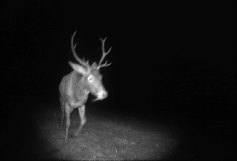 Kütahya’da yaban hayatı fotokapana yansıdı
