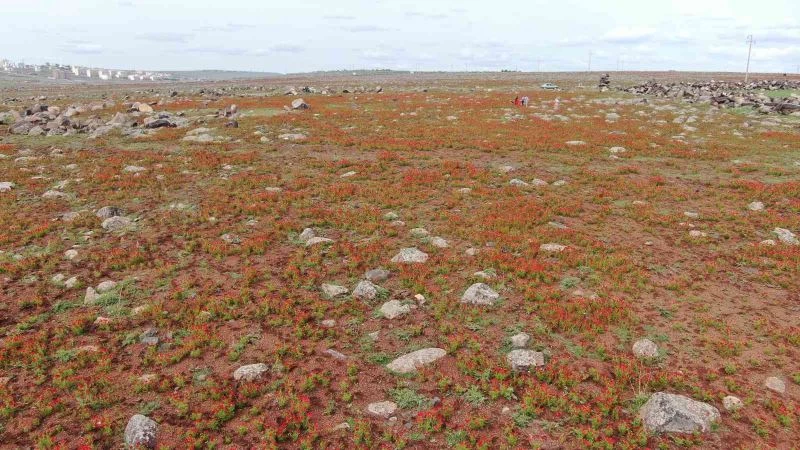 Siverek’te çiçek açan gelincikler vatandaşların ilgi odağı oldu
