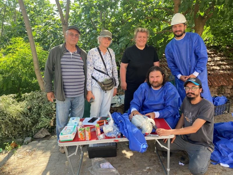Yaren leyleğin halkalı yavrusu Bursa’ya geri döndü
