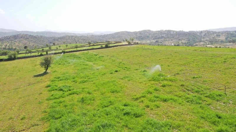 Aydın Büyükşehir Belediyesi, kurak toprakları hayata döndürdü
