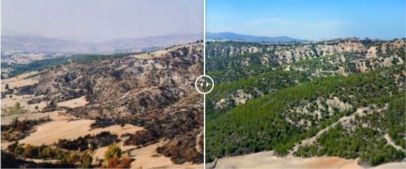 Yanan ormanlar küllerinden yeşerdi
