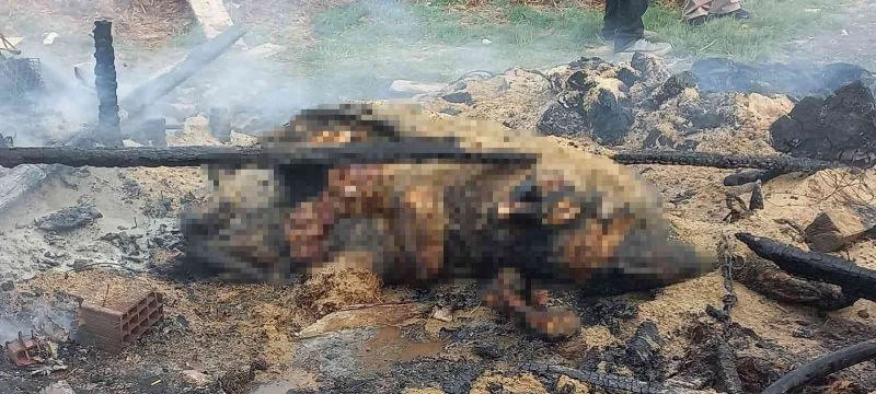 Kırklareli’nde ağıl yangını: 1 inek telef oldu
