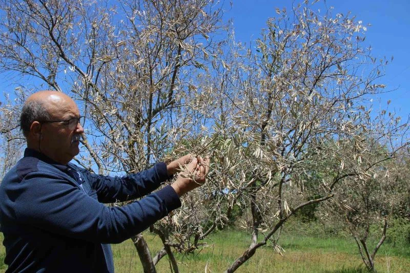 Zeytin ağaçlarında korkutan kuruma
