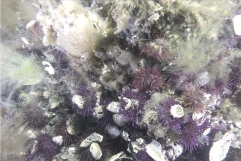 Müsilajdan sevindirici haber
