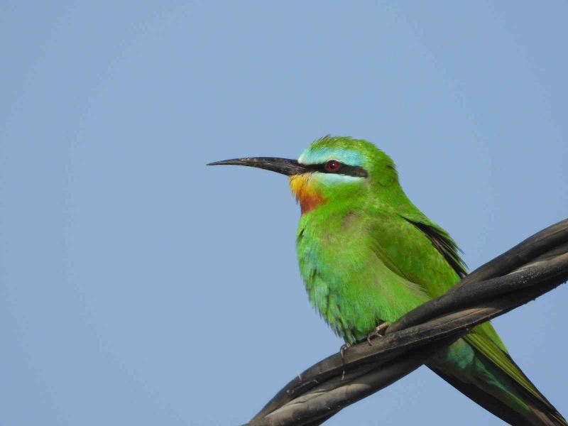 Milleyha Sulak Alanı, 297 kuş türüne ev sahipliği yapıyor
