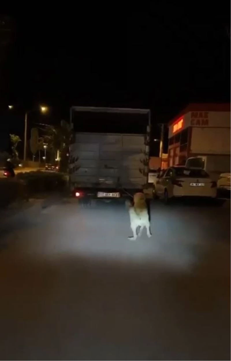 Köpeği kamyonun arkasına bağlayan vicdansız sürücü pes dedirtti
