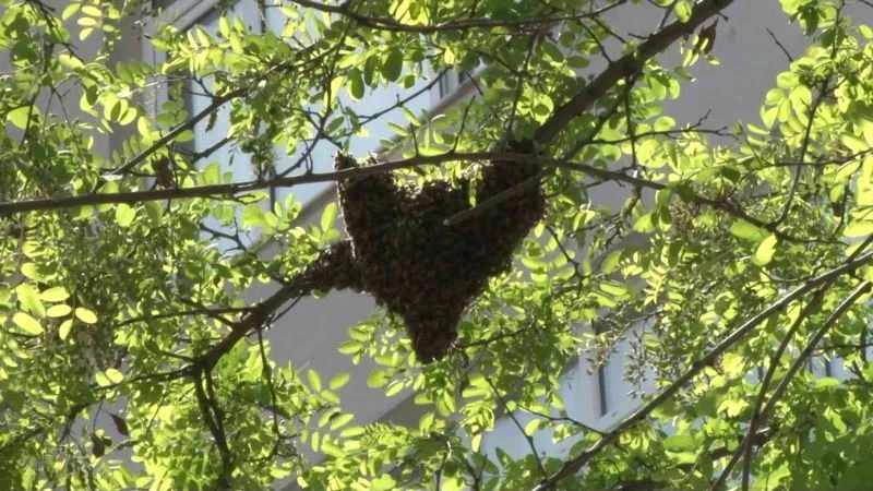 Kadıköy’de cadde ortasındaki arılar oğul verdi
