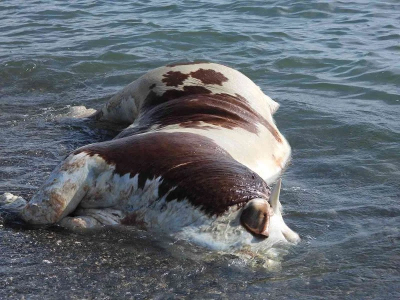 Hatay’da sahile vurmuş ölü inek şaşkına çevirdi
