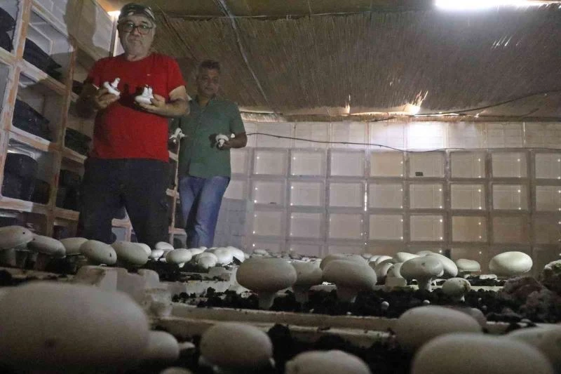 Yaz ayları fırın gibi olan cam serada, soğutucu klima olmadan kültür mantarı yetiştirdiler
