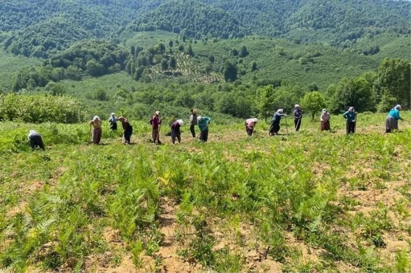 Aromatik bitki bahçelerine anne eli değdi
